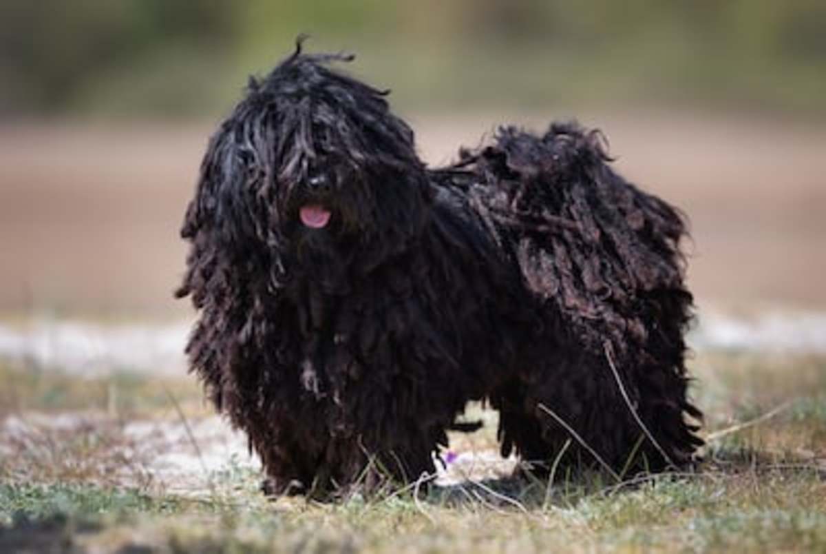 50 Ugly Dog Breeds You'll Love - Parade Pets