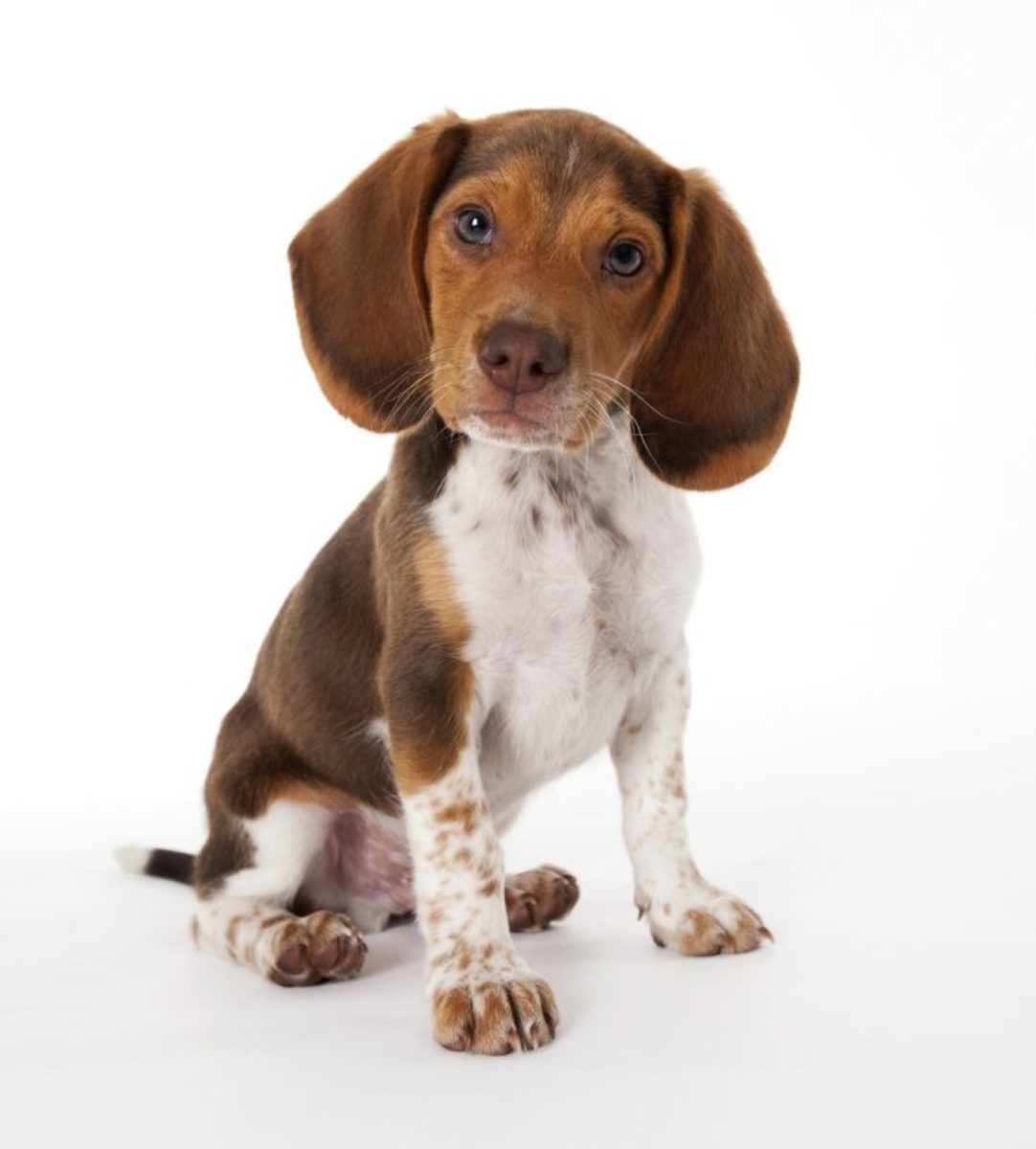 Toy hound shop dog breeds