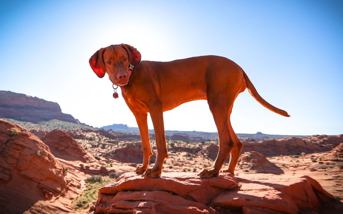 why do dogs bark at rocks