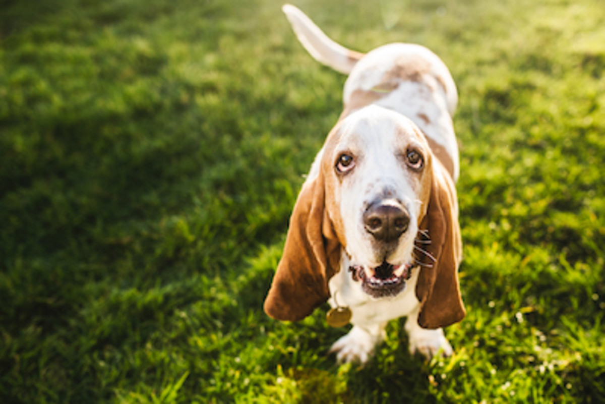 Ugly sales basset hound