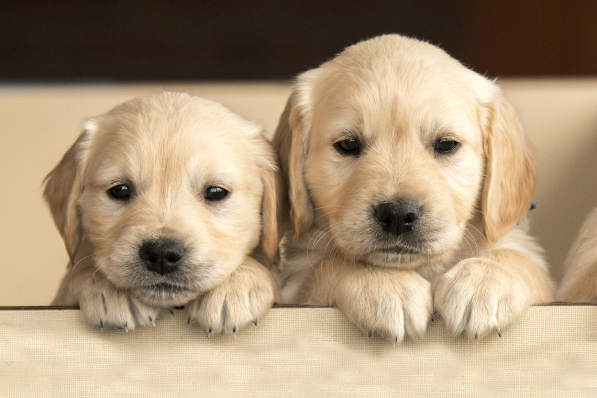 Puppy Love: Thoughts on A Good Day to be a Dog – Just Something