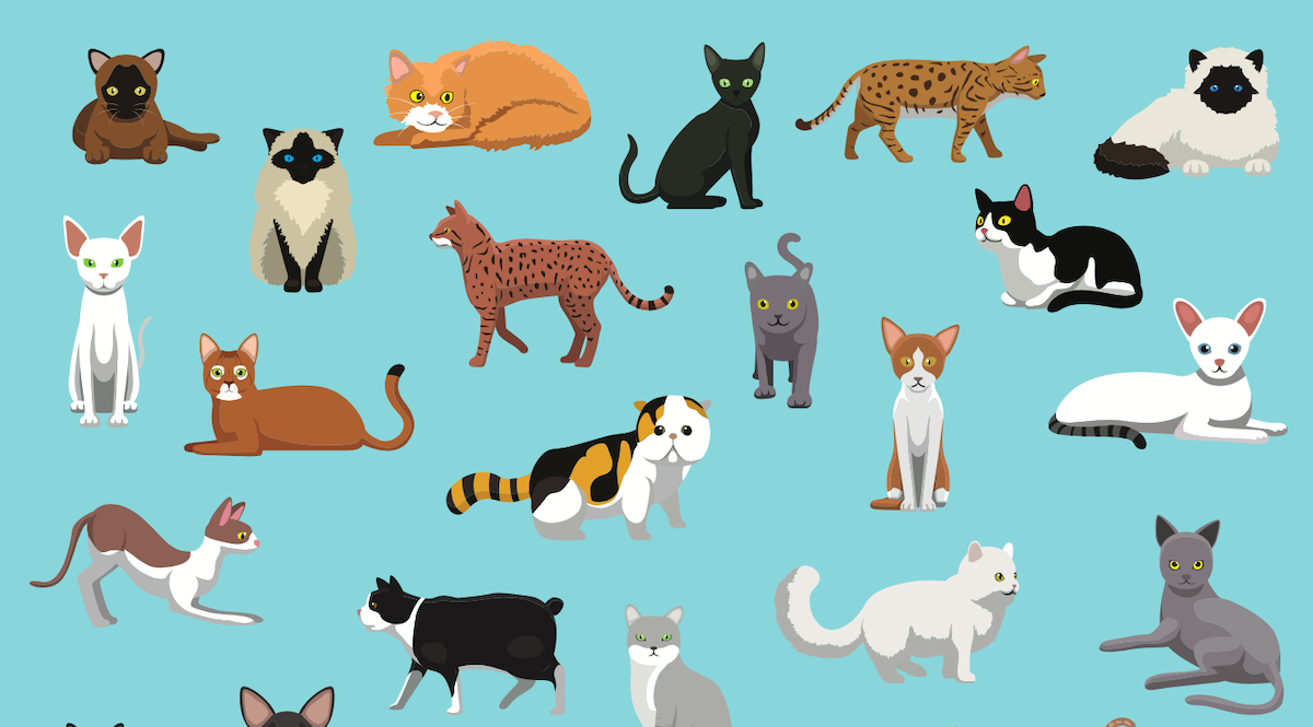 Cat Breeds & Types