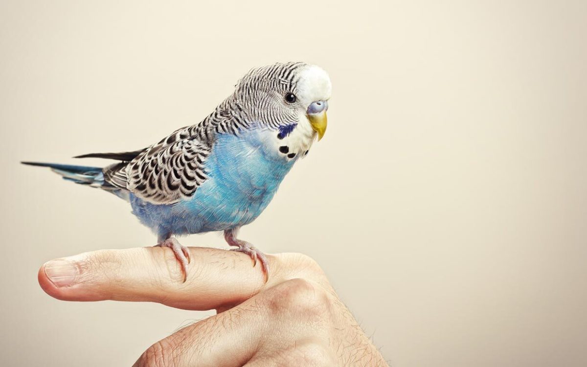 280 Names for Your Pet Bird