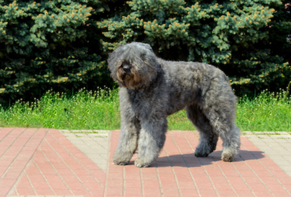 30 Brindle Dogs With Beautiful Coats - Parade Pets