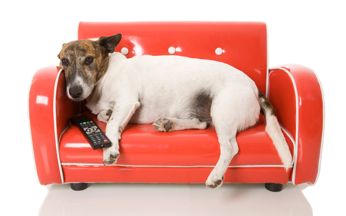 A TV Channel Just for Pups? Dog TV Goes Nationwide - Parade Pets