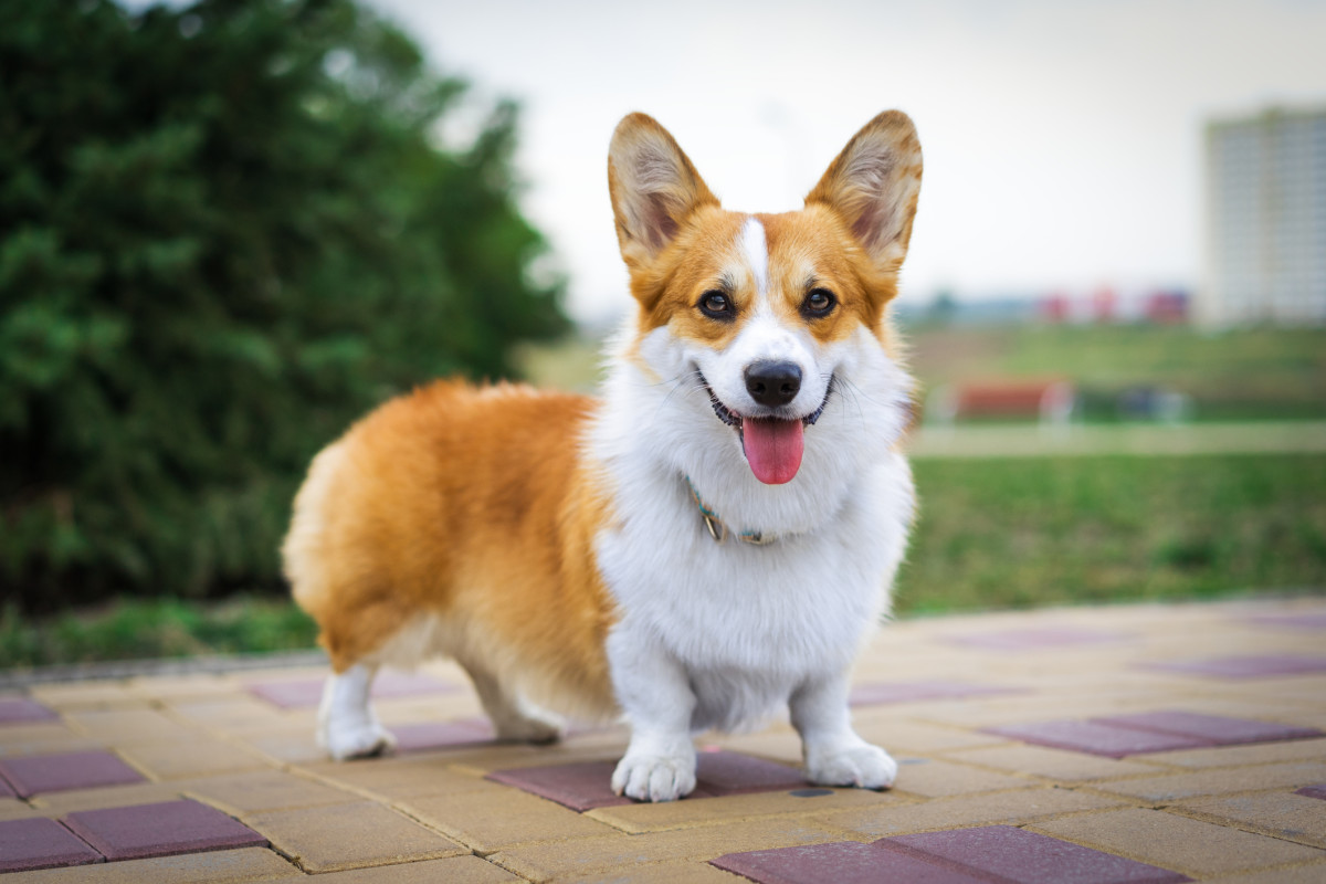 50 Best Small Dog Breeds You'll Love - Parade Pets