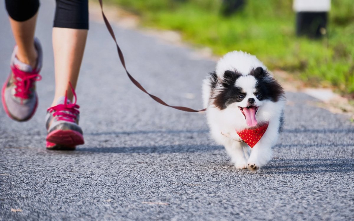 how do i know if my dog needs more exercise