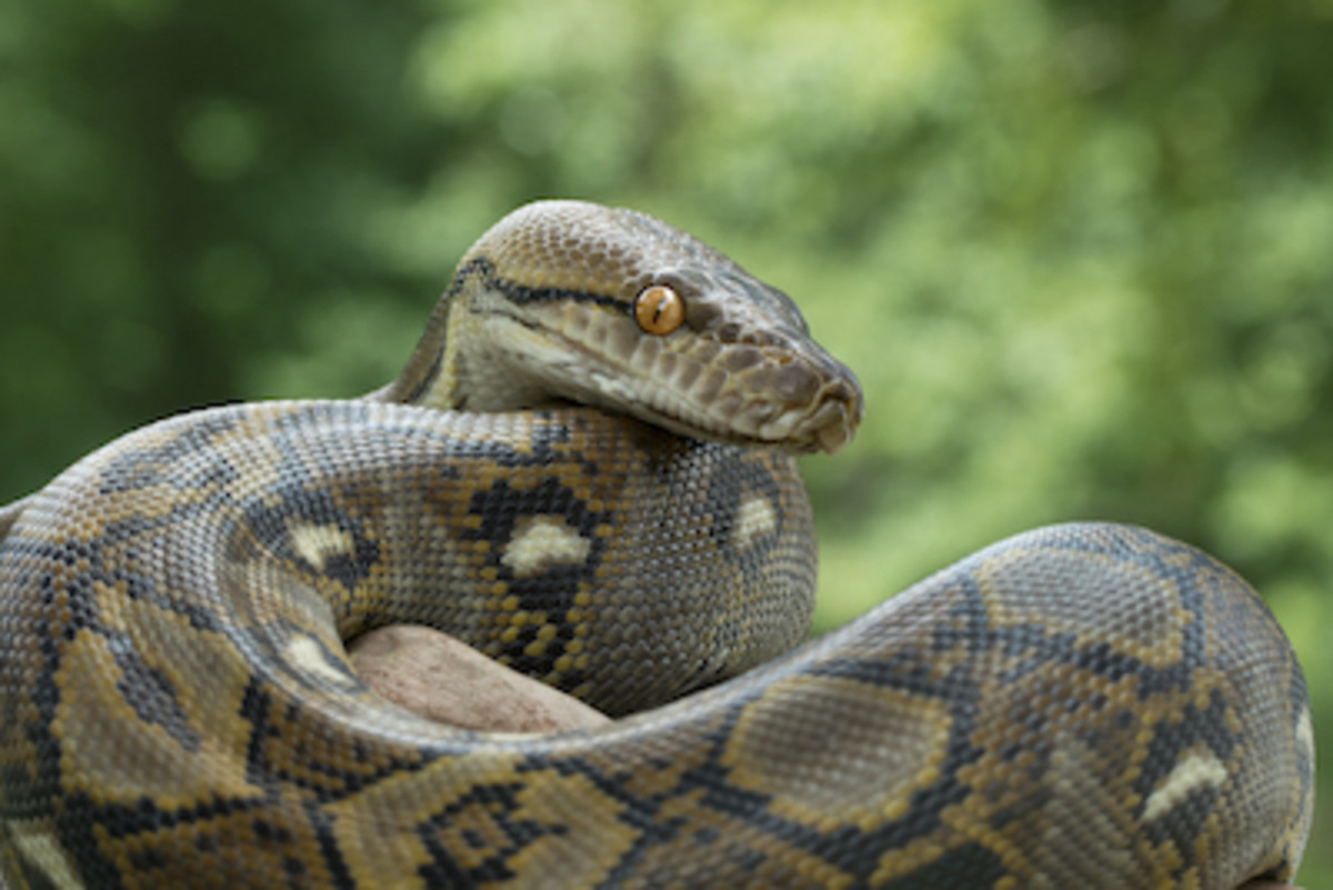 fattest snake in the world