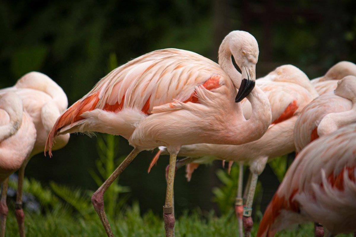 Why are flamingos pink?