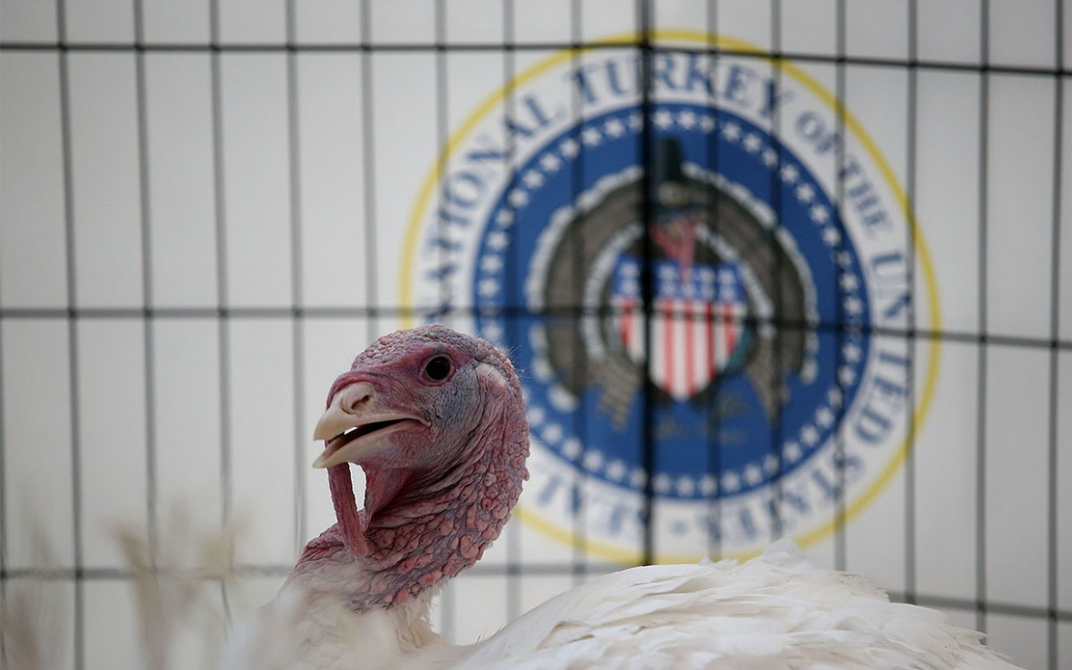 The Real Story Behind The Presidential Turkey Pardon - Parade Pets