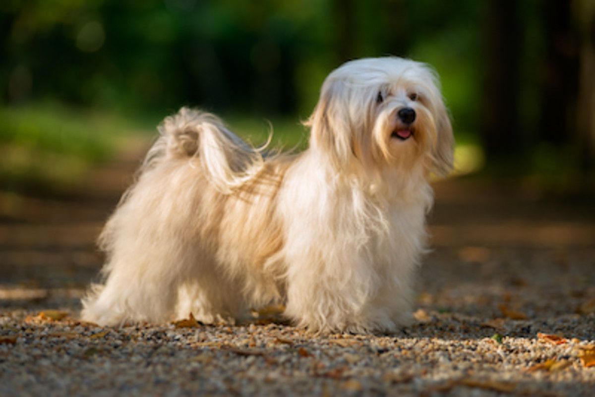 50 Ugly Dog Breeds You'll Love - Parade Pets