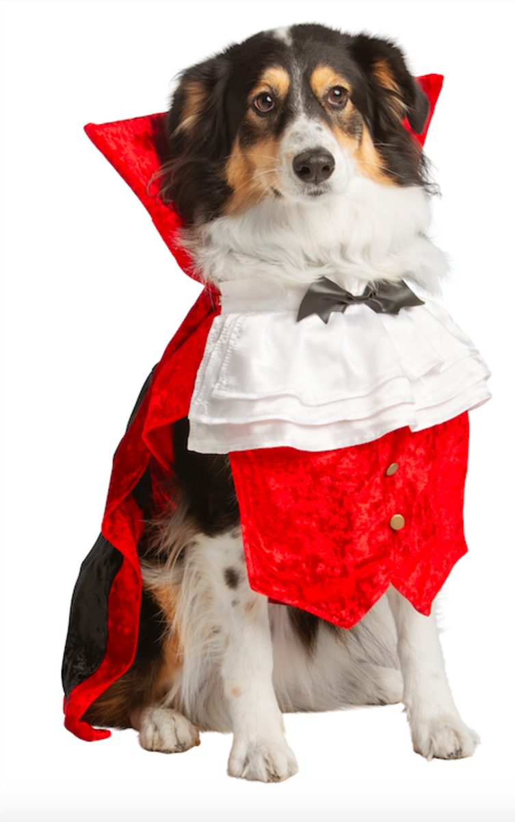 Pet Halloween Costumes_Dog_Dracula