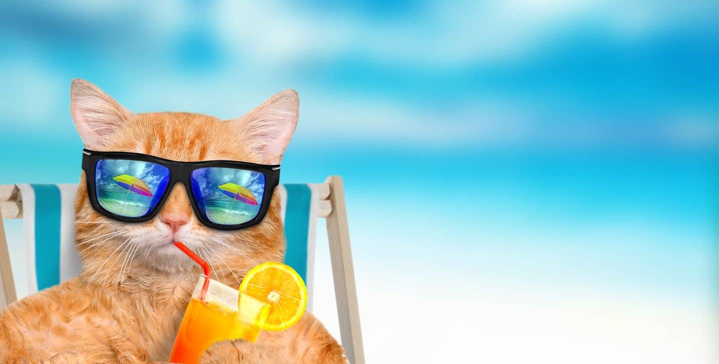 150 Funny Cat Names That Are Weird And Silly Parade Pets 150 Funny Cat Names That Are Weird And Silly Parade Pets