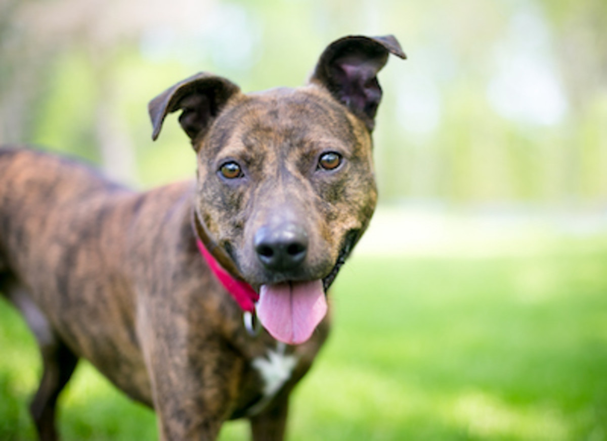 30 Brindle Dogs With Beautiful Coats Parade Pets