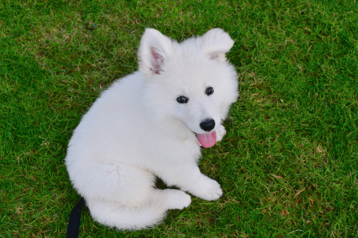 what breed are the fluffy white dogs
