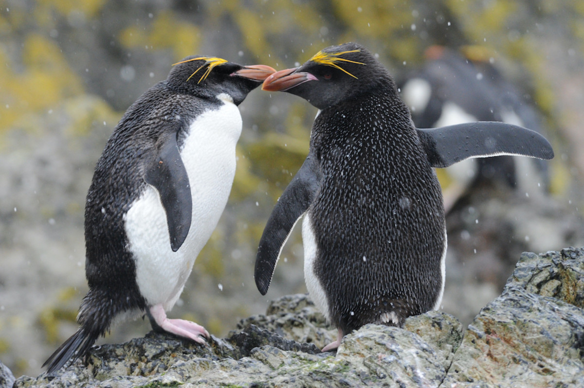 Macky the macaroni penguin