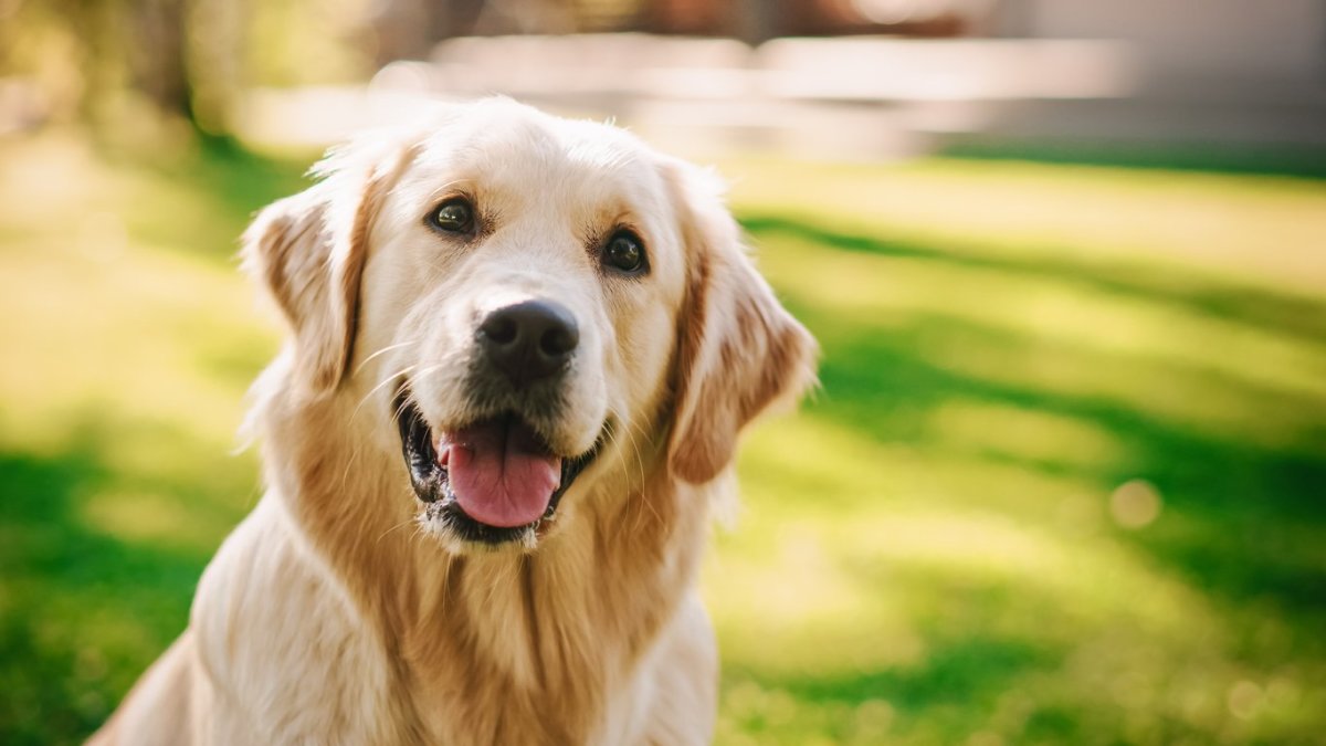 What is the most gentle store dog breed