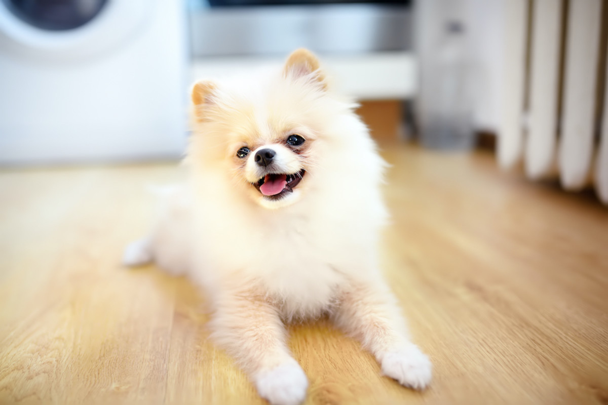 Small white furry dog fashion