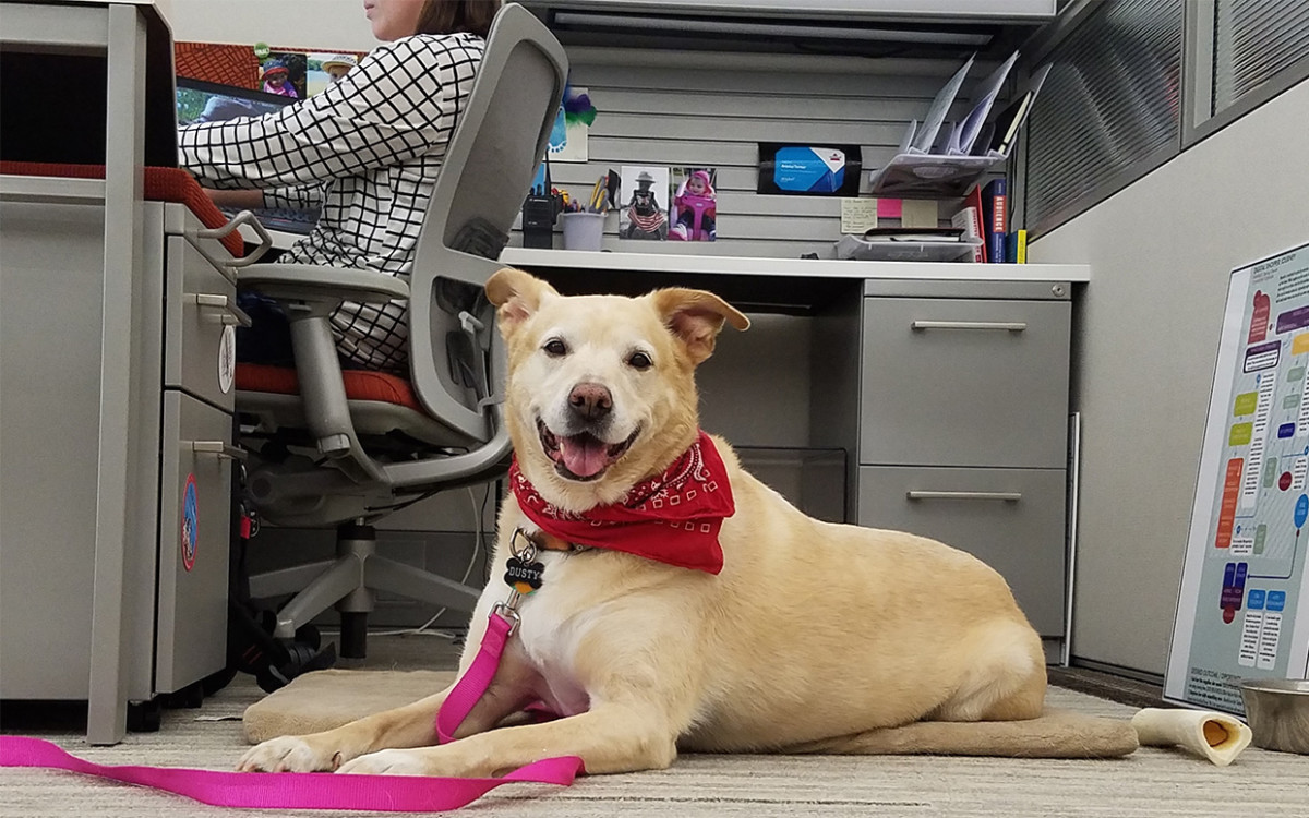 Office Dog FTD