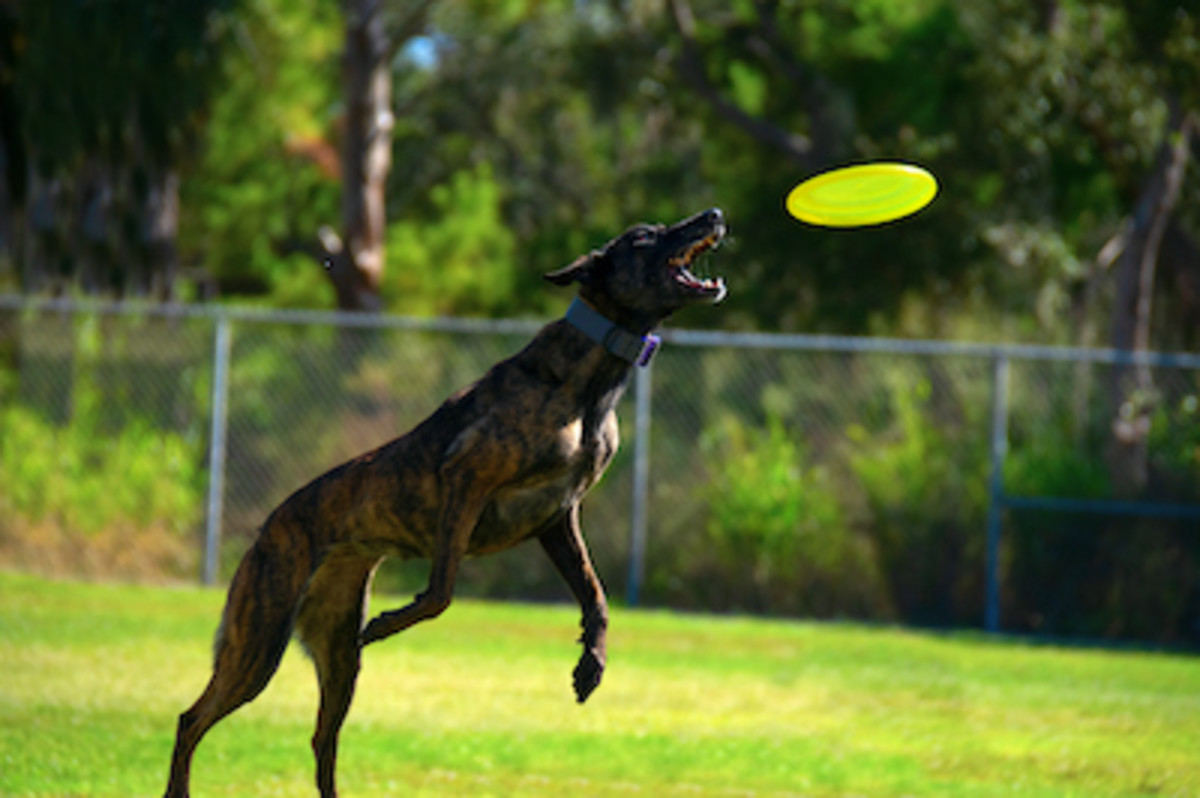 Frisbee  Société Centrale Canine