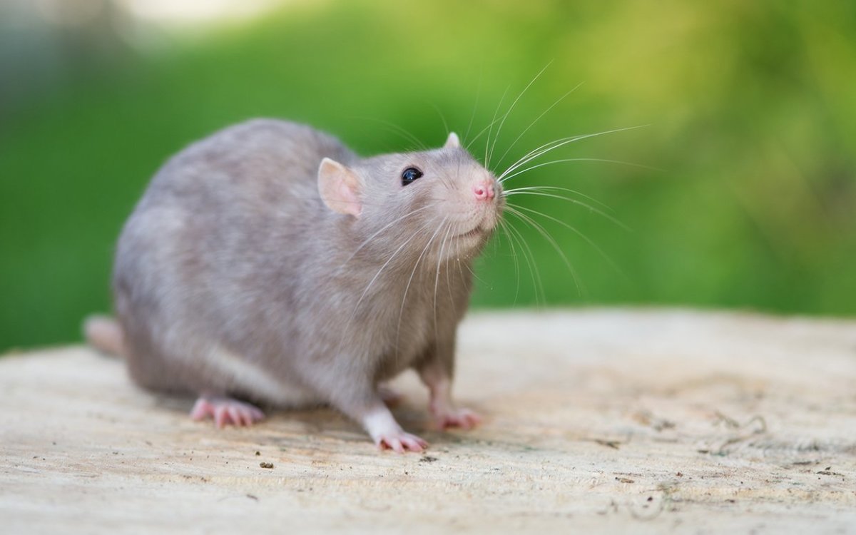 Did You Know Rats Have a Great Memory? Five Fun Facts for World Rat Day -  Parade Pets