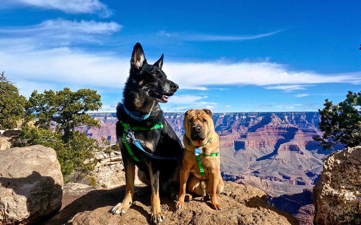 dog friendly travel destinations