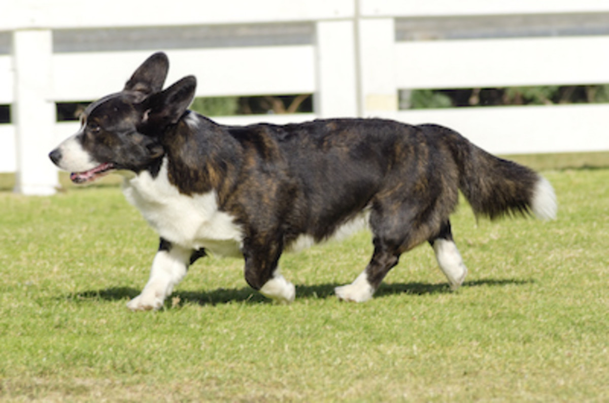 30 Brindle Dogs With Beautiful Coats - Parade Pets