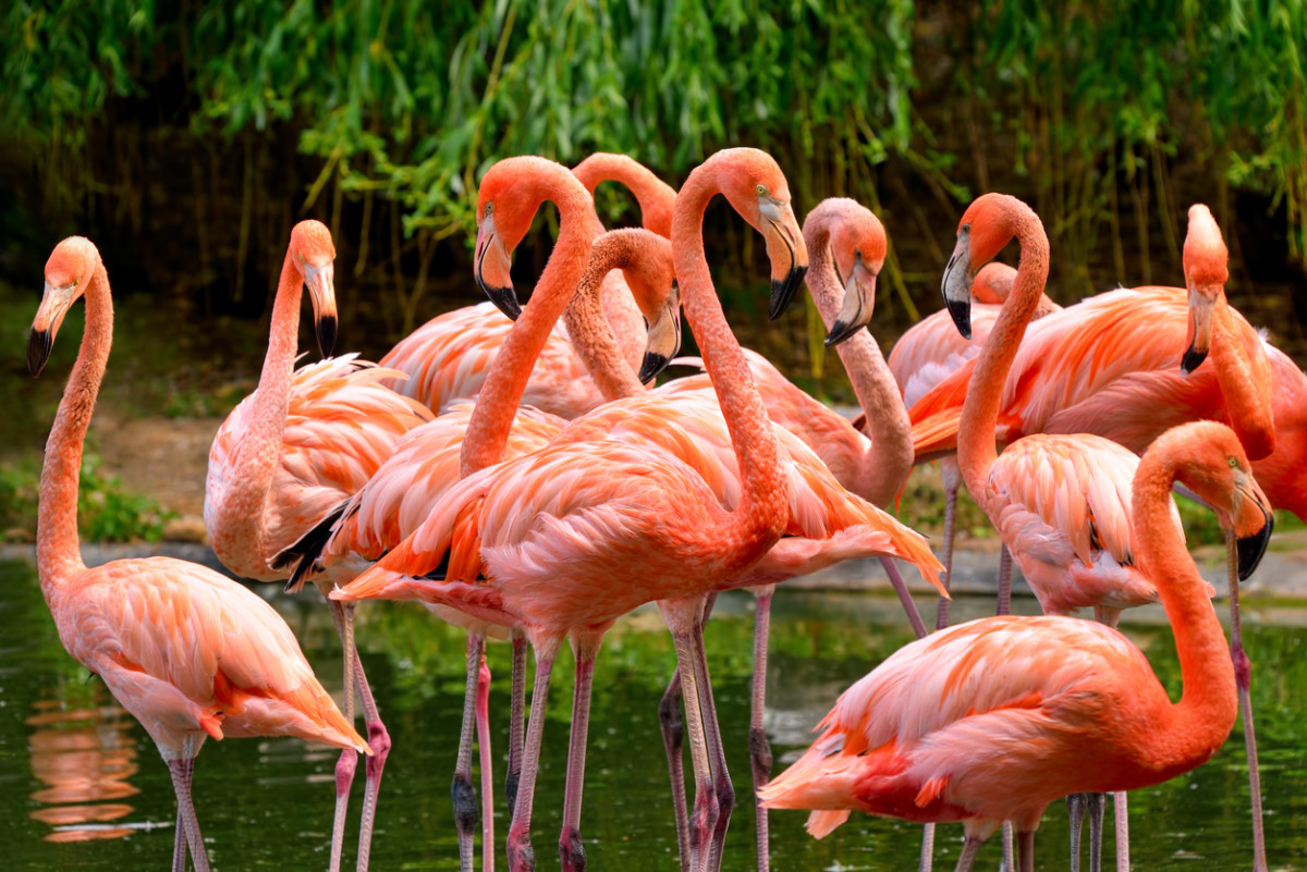 Why Are Flamingos Pink? - Parade Pets