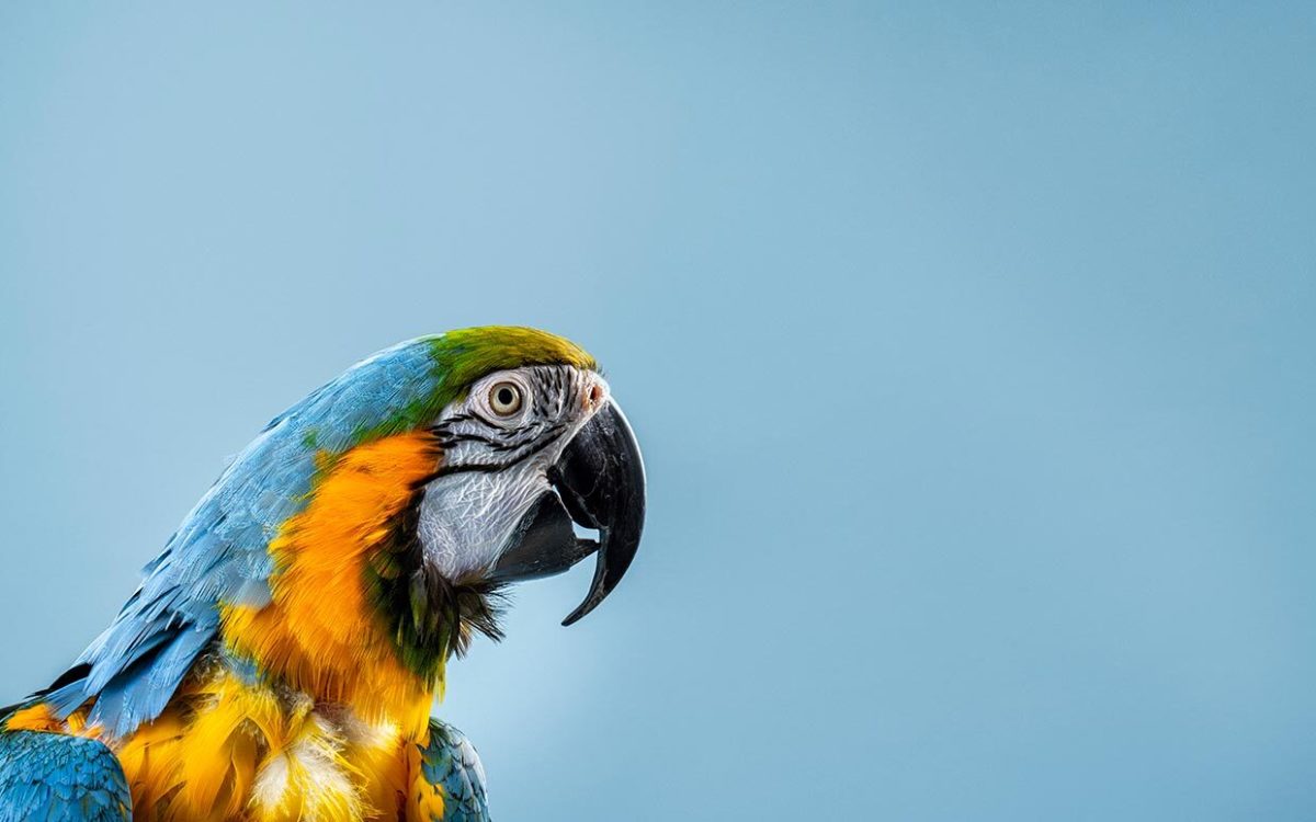 150 Best Bird Names—Cute, Funny Names for Birds - Parade Pets