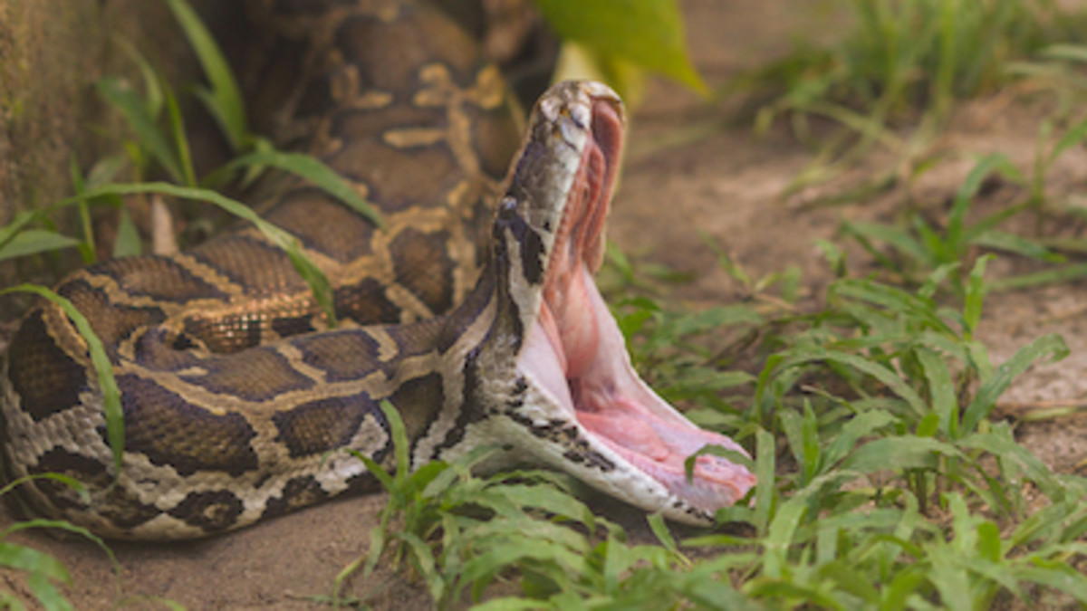 The Worlds Biggest Snake Found Alive New 2022