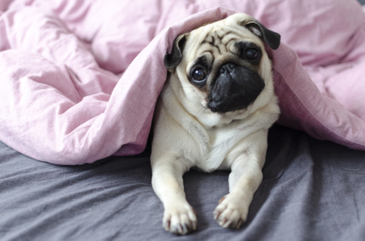 dog breed pug under the pink blanket