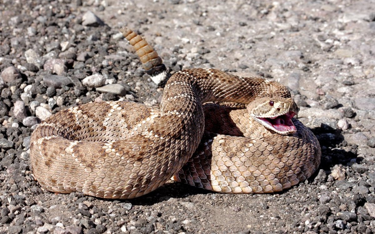 Do Rattlesnakes Hiss?