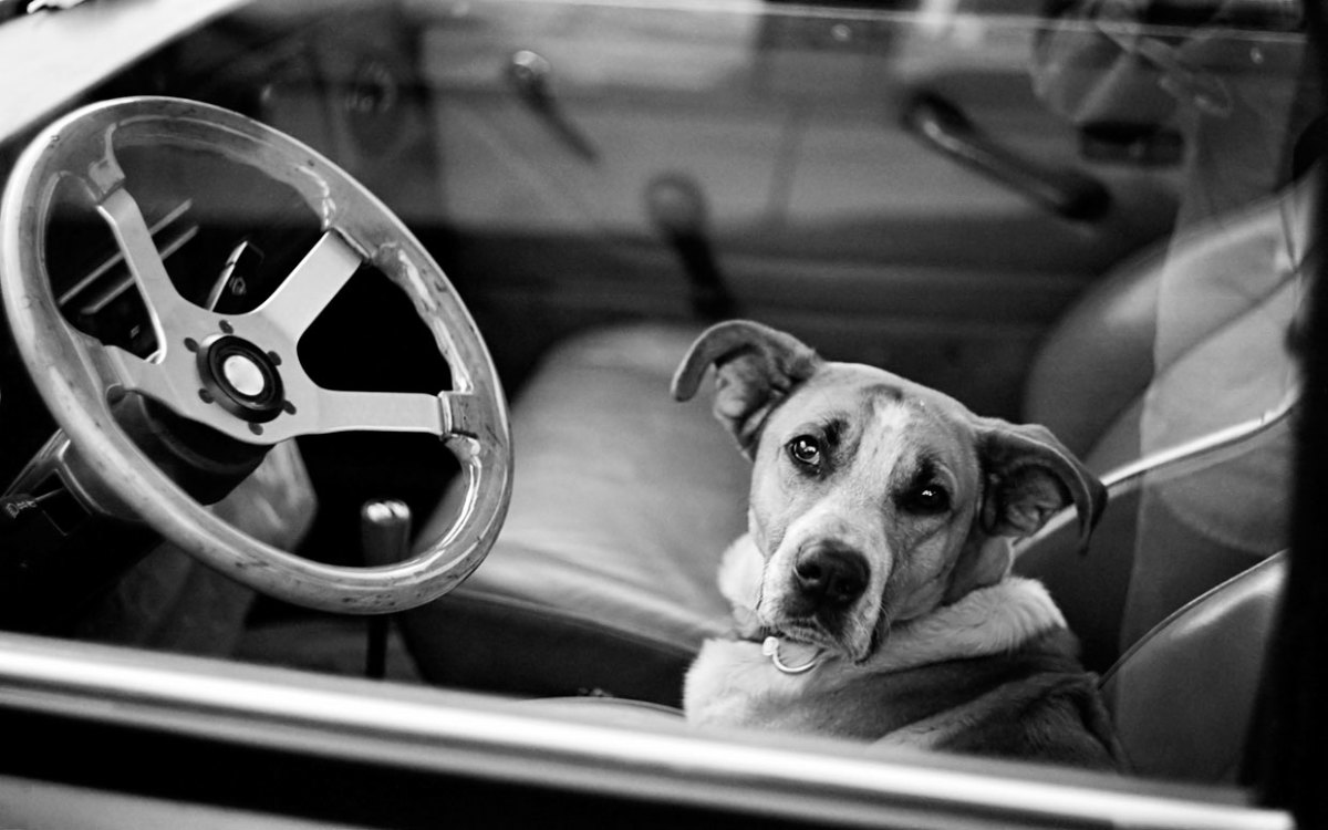 Leaving Dogs in Cars Can Be Lethal Parade Pets