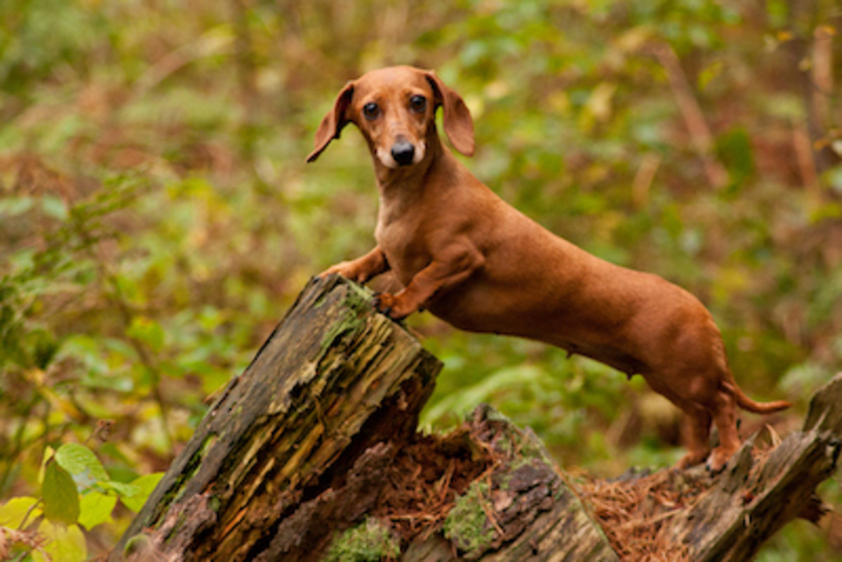 50 Ugly Dog Breeds You'll Love - Parade Pets