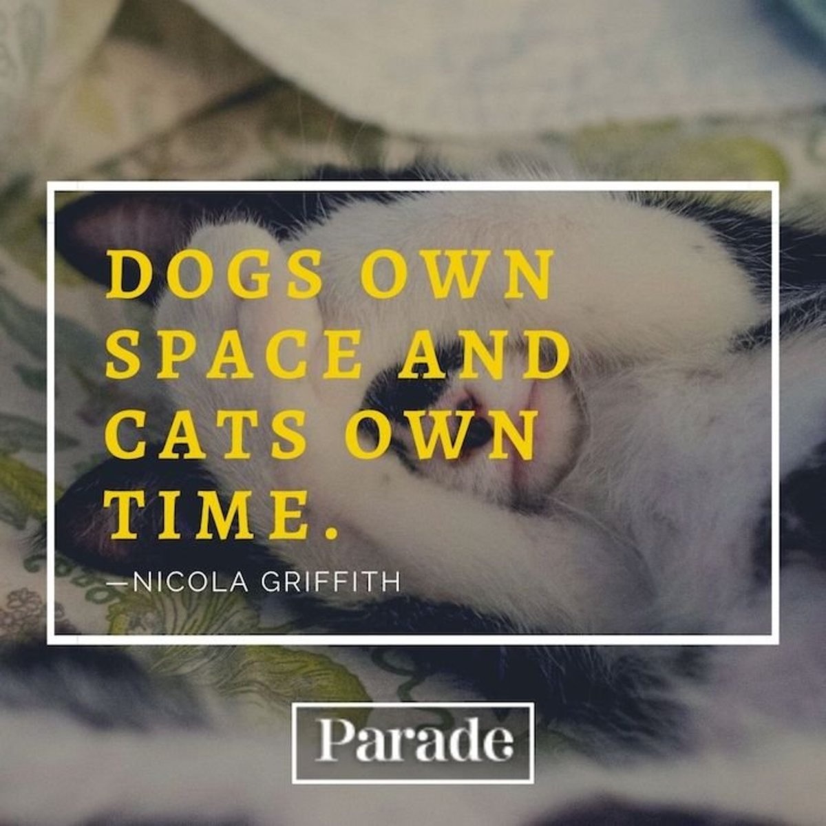 Famous-Cat-Quotes-4