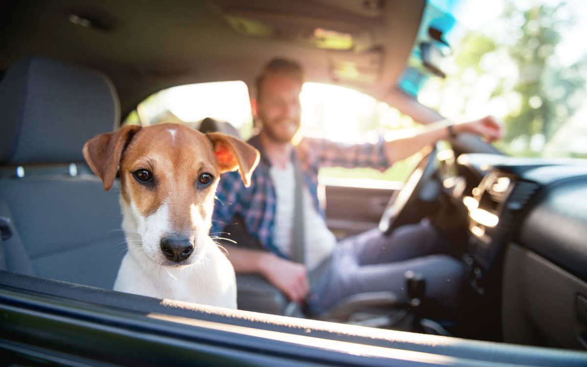 Celebrate National Dog Day With a NewDogSmell Car Air Freshener