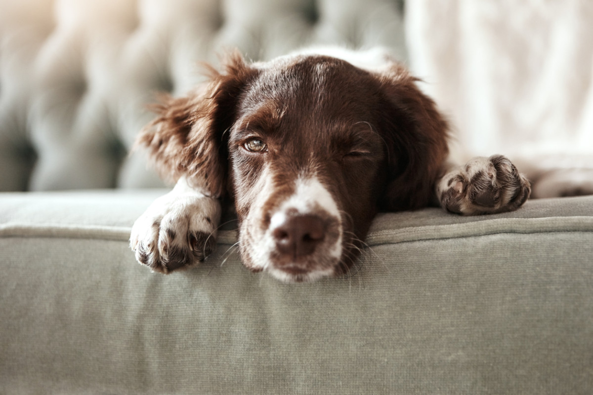 Brain games for dogs; 5 fun ways to beat boredom - Practical Paw