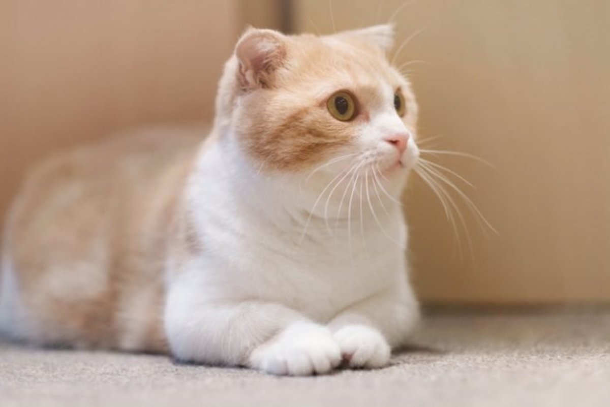 8 Small Cat Breeds That Stay Little