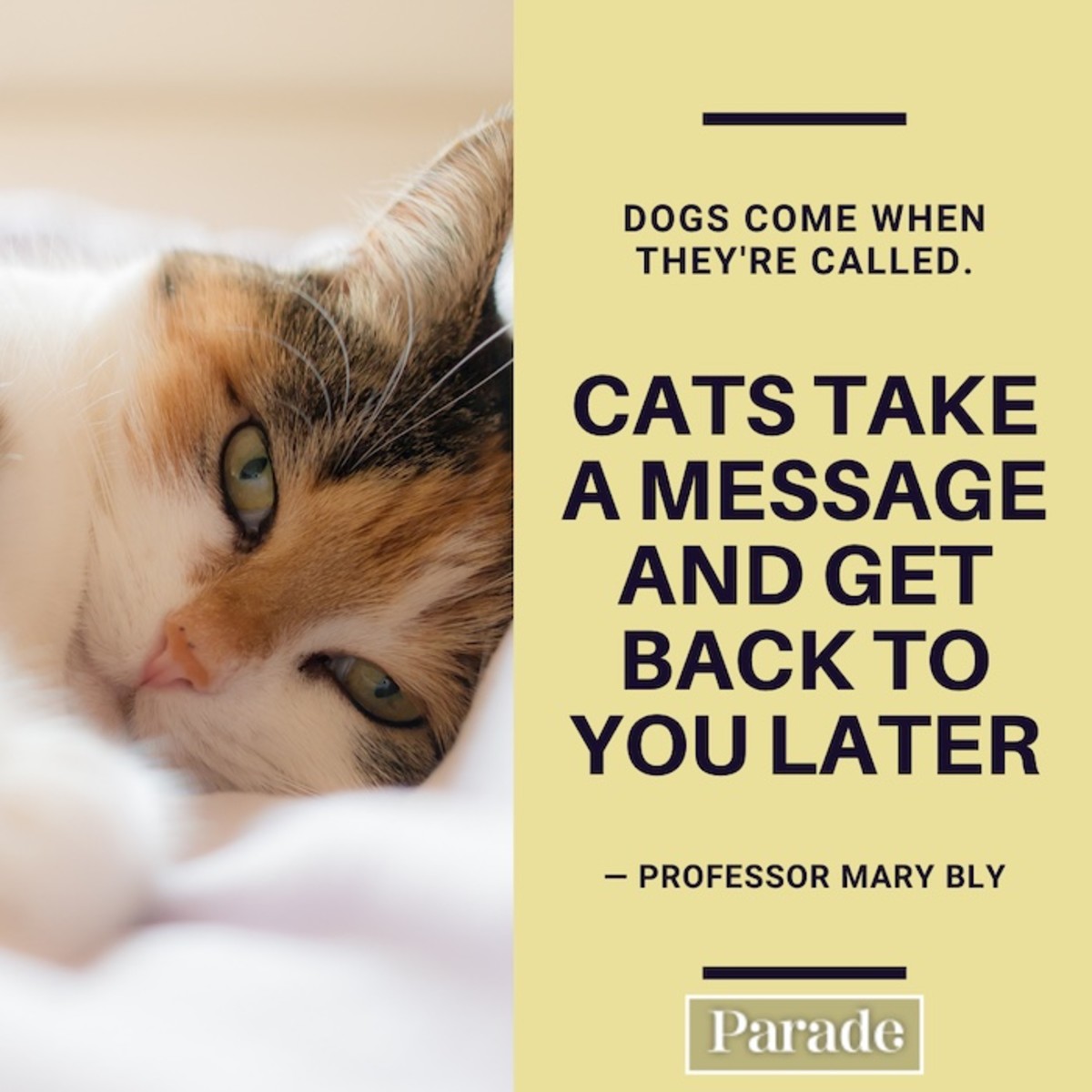 60 Cat Quotes Best Quotes About Cats Parade Pets