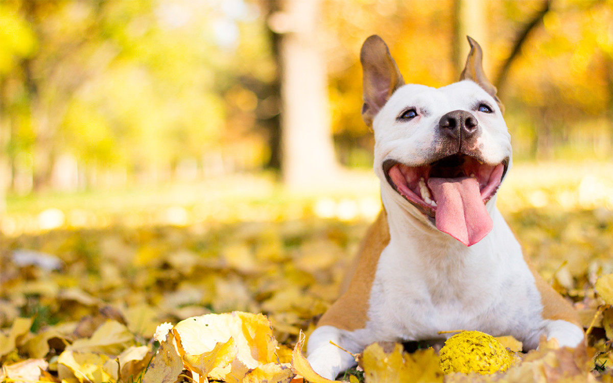 Watch 5 Dogs Who Can't Leaf Fall Foliage Alone Parade Pets