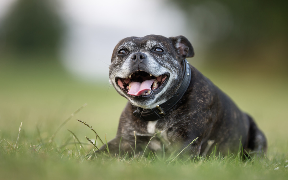 3-ways-to-keep-your-senior-dog-sharp-parade-pets