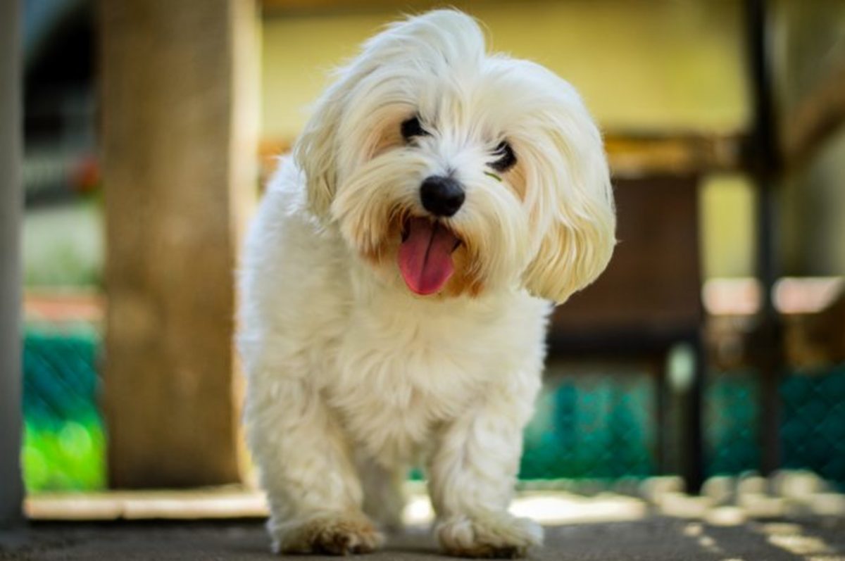 Types of Toy Dog Breeds - 15+ Examples with Pictures