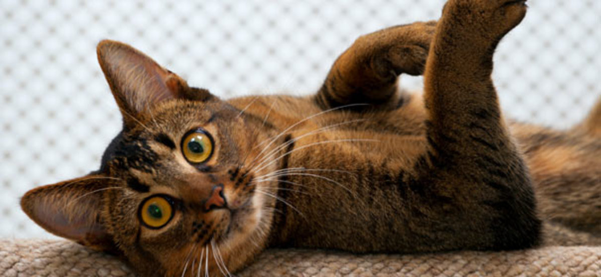 Should You Get Pet Insurance? Parade Pets