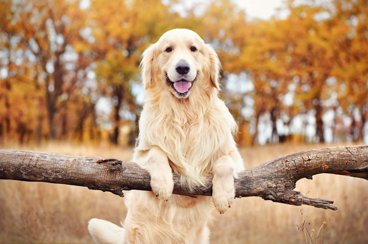 Golder retriever standing by a rural fence