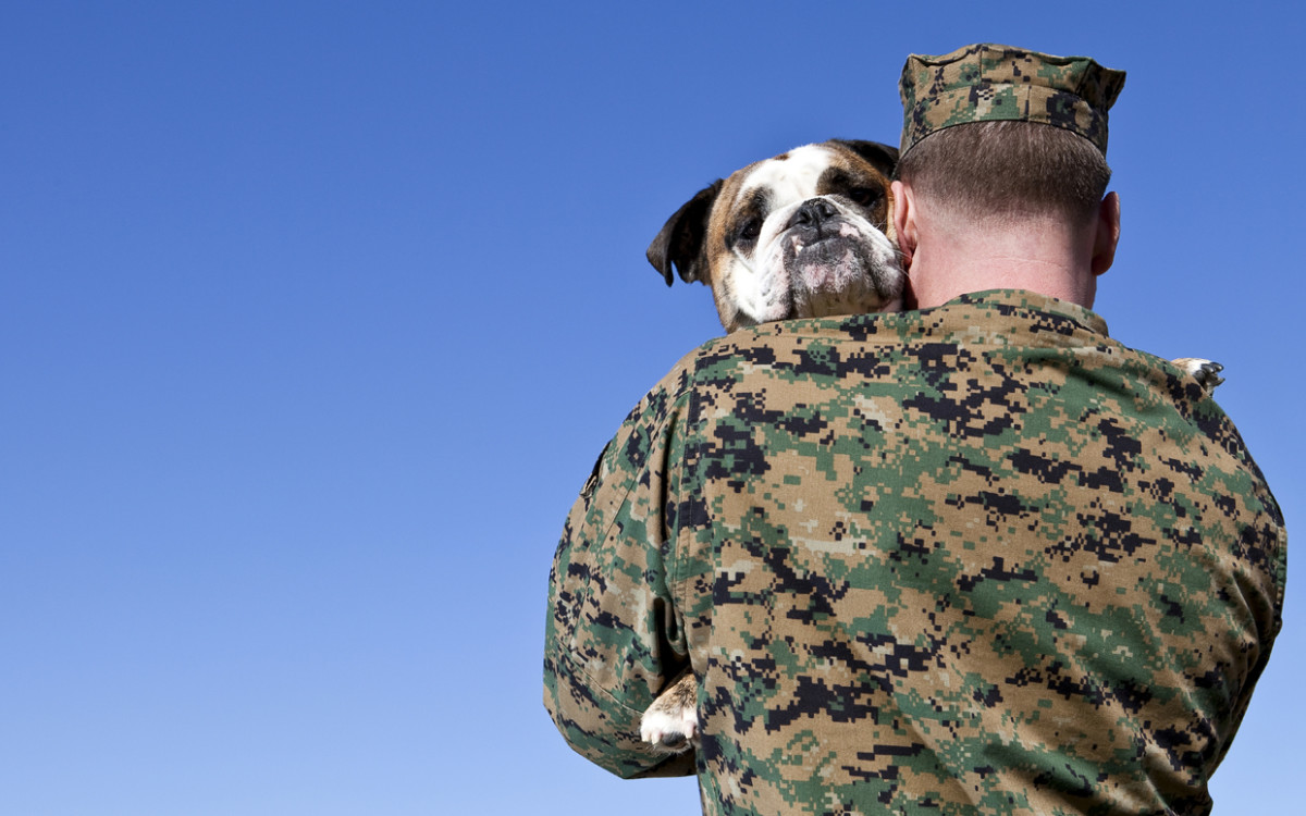 how do vets get service dogs