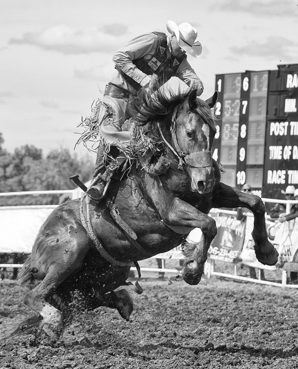 Photos The Wildest Rides at the 68th Miles City Bucking Horse Sale