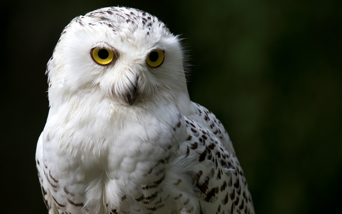 Owl Awareness Day: 13 Iconic Owls from Pop Culture - Parade Pets