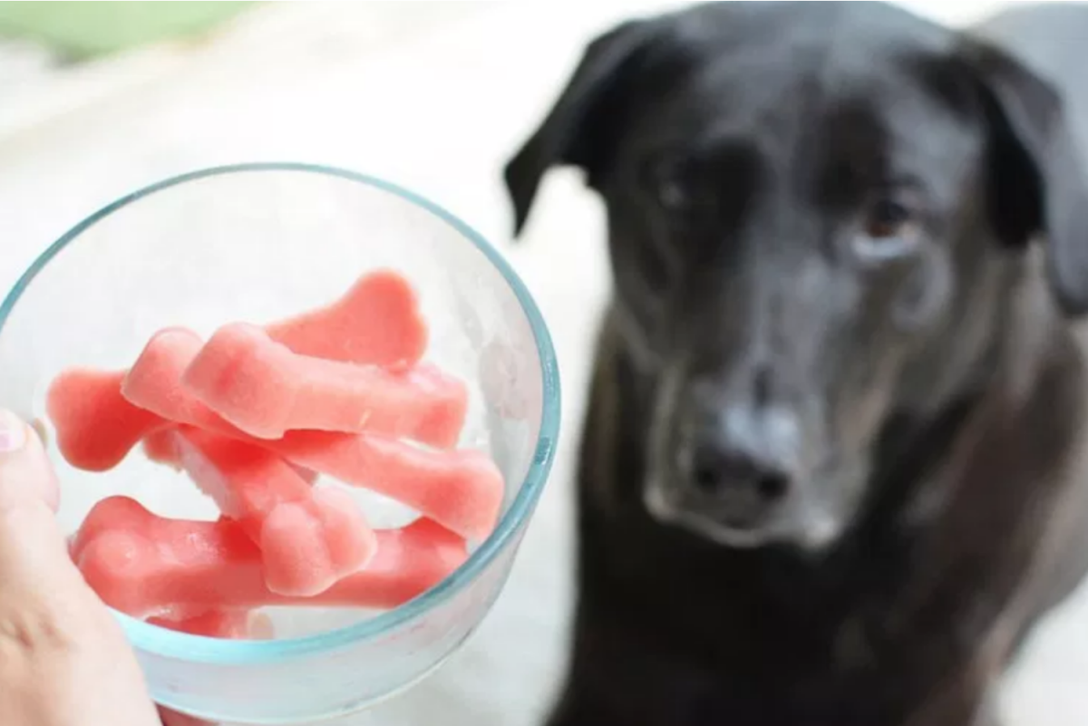 Dog Treat Recipe: Smoothie Pupsicles