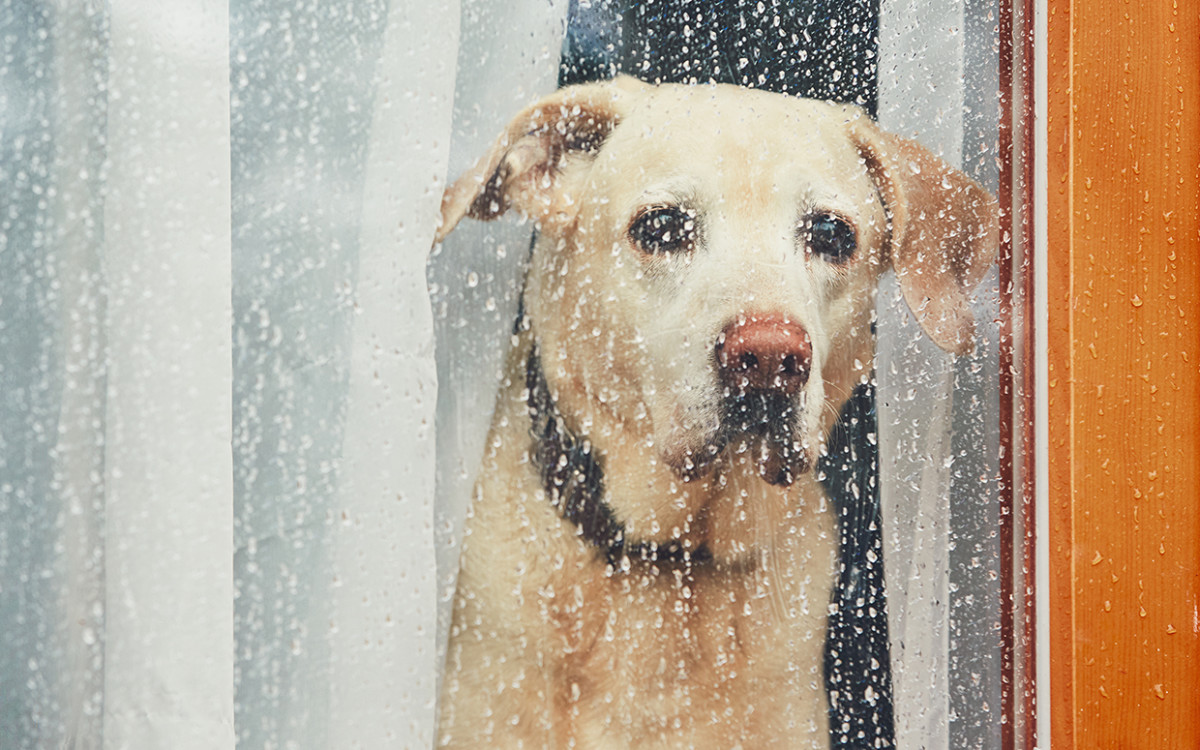 What to Do With Your Pets During a Hurricane Parade Pets
