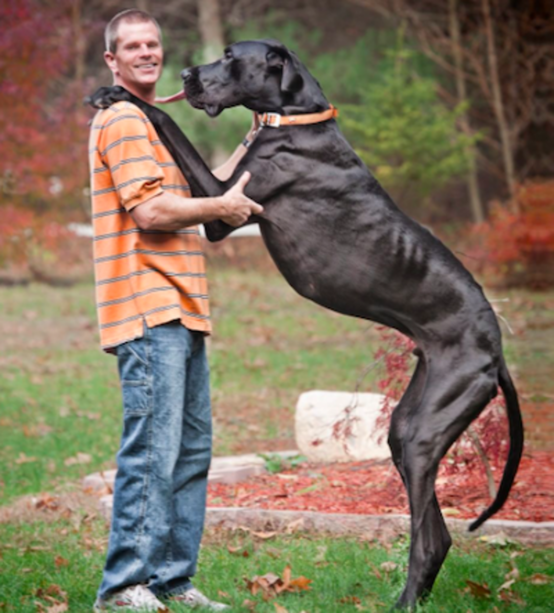Florida Great Dane Named Atlas Might Be World's Tallest Living Dog ...